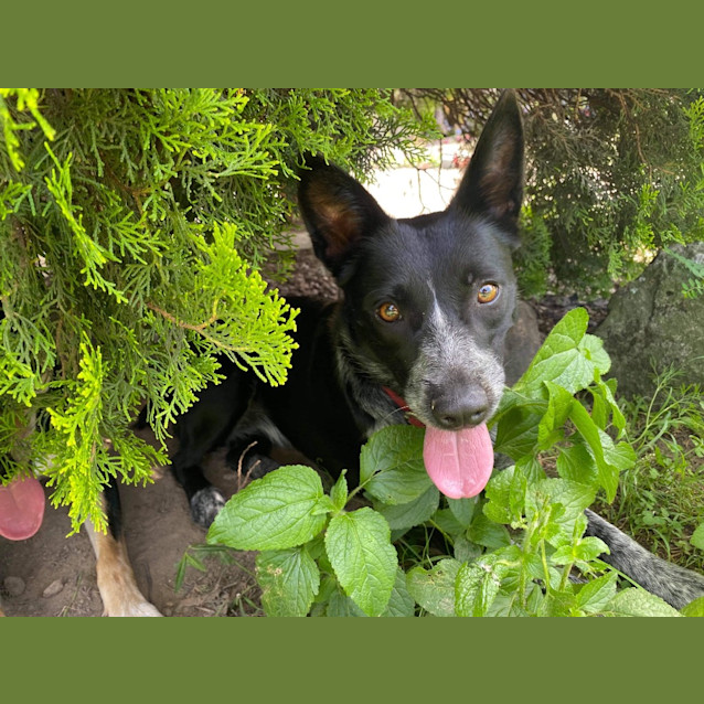 Photo of Princess