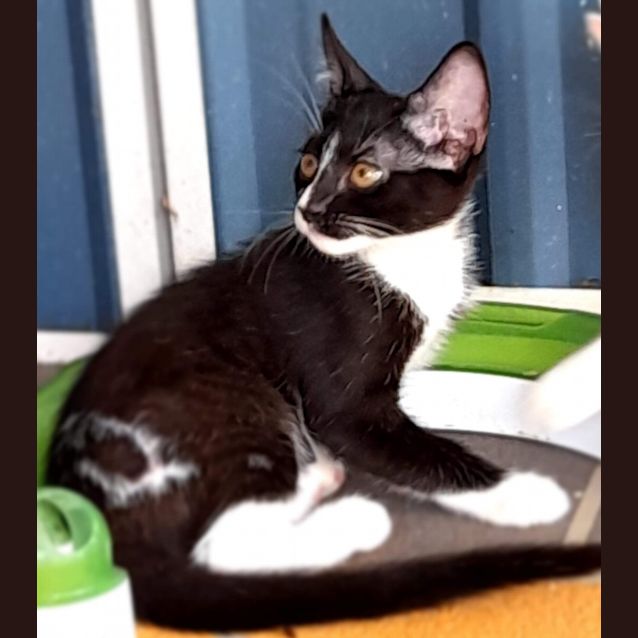 Photo of Snickers