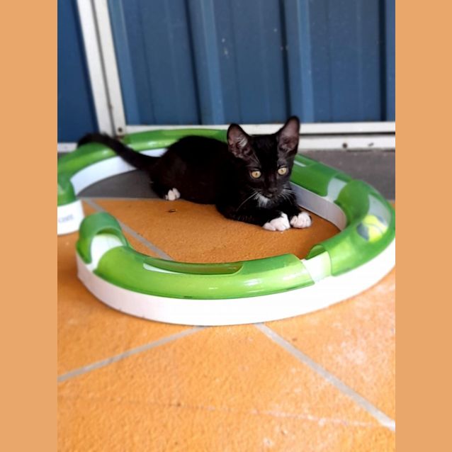 Photo of Shadow