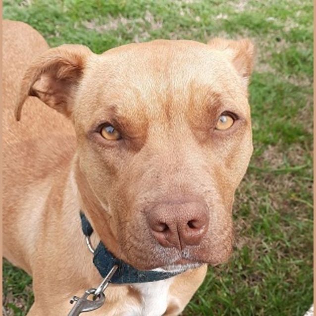 Photo of Piper