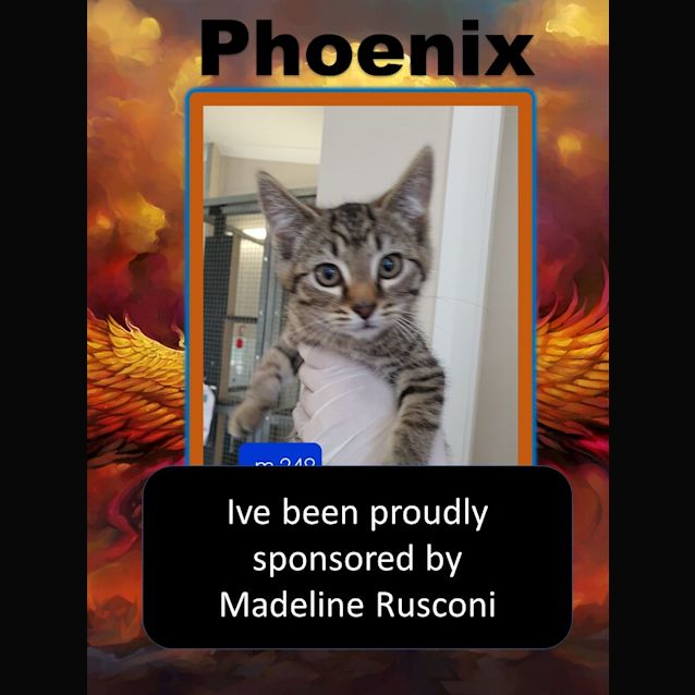 Photo of Phoenix