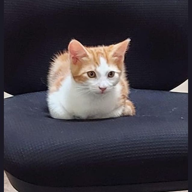 Photo of Teddy Paprika