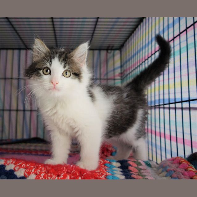 Photo of Gypsy Rose