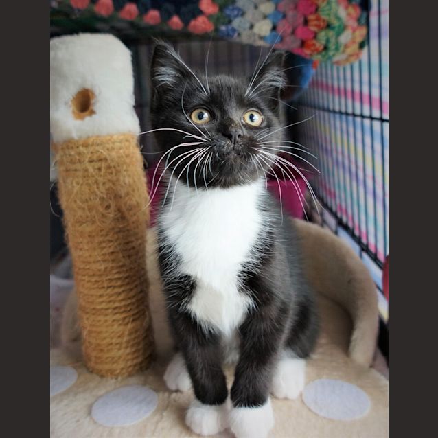 Photo of Gypsy Rose