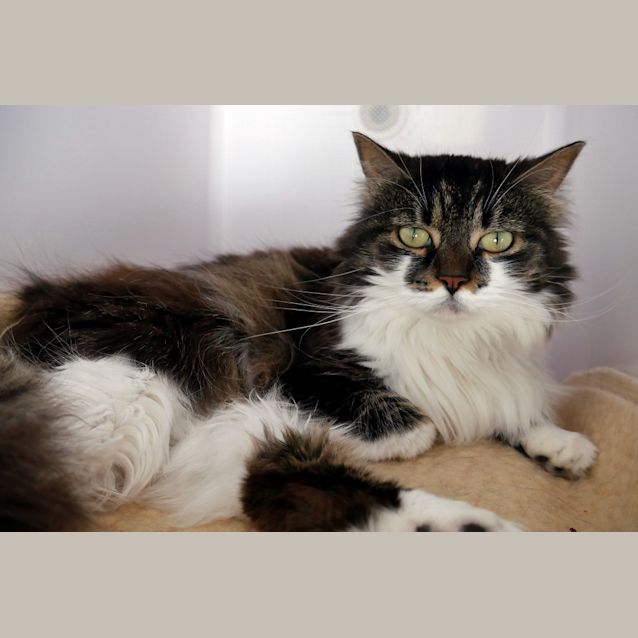 Photo of Cookie Sua005840
