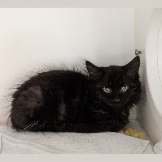 Photo of Jelly Bean