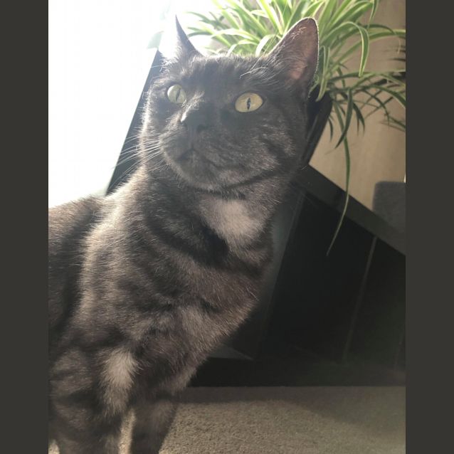 Photo of Kayda | Ck Rescue 