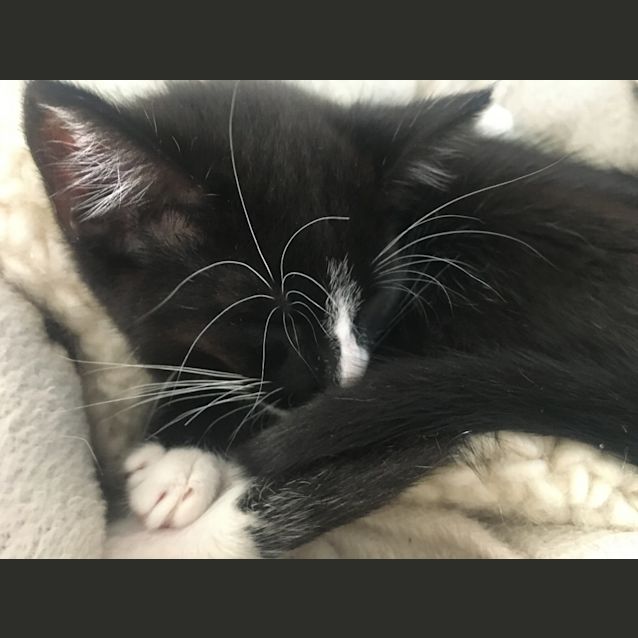 Photo of Chocky