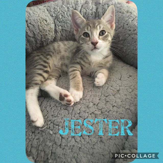 Photo of Jester