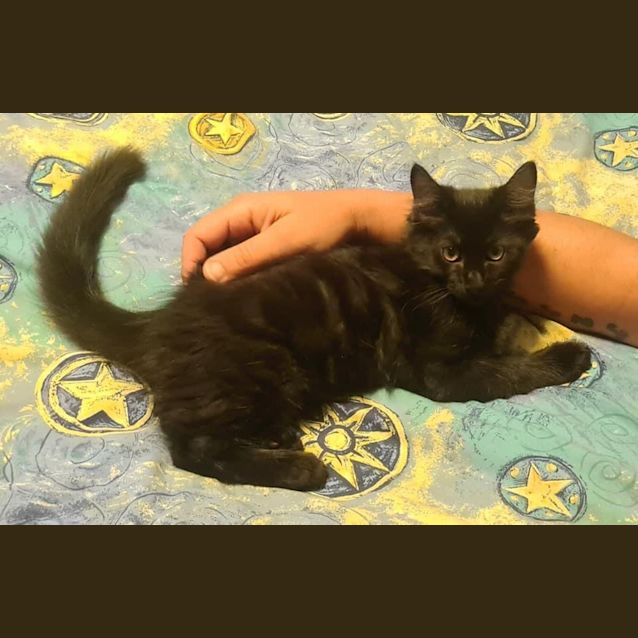 Photo of Ebony