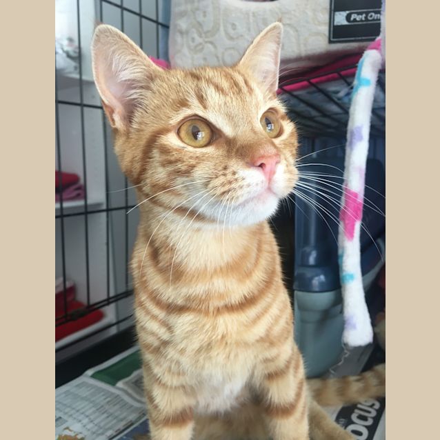 Photo of Garfield