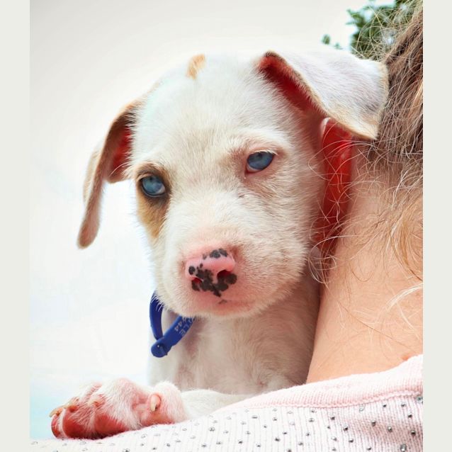 Photo of Delilah ~ 10 Wk Wolfhound X (On Trial 17/2)