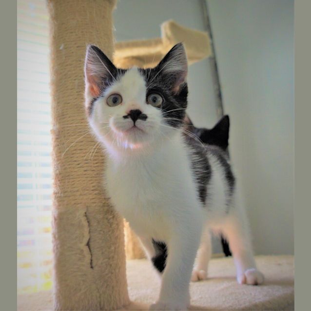 Photo of Pickles