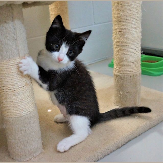 Photo of Patches