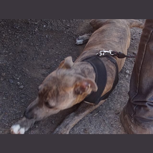 Photo of Rocky   Located 30 Mins From Ballarat. 