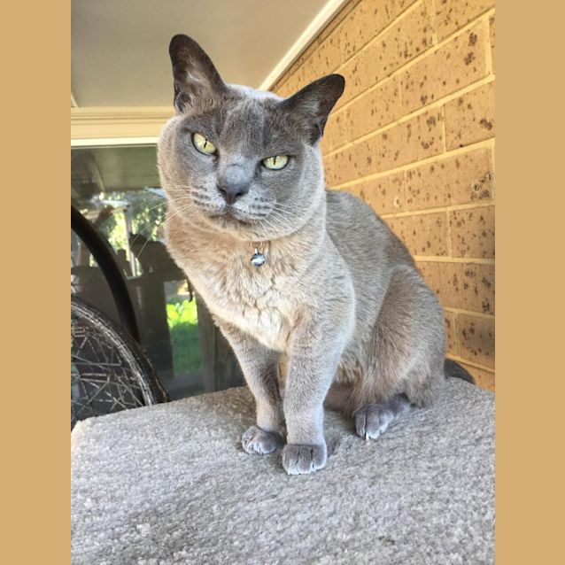 Photo of Csardas C'est Magnifique!