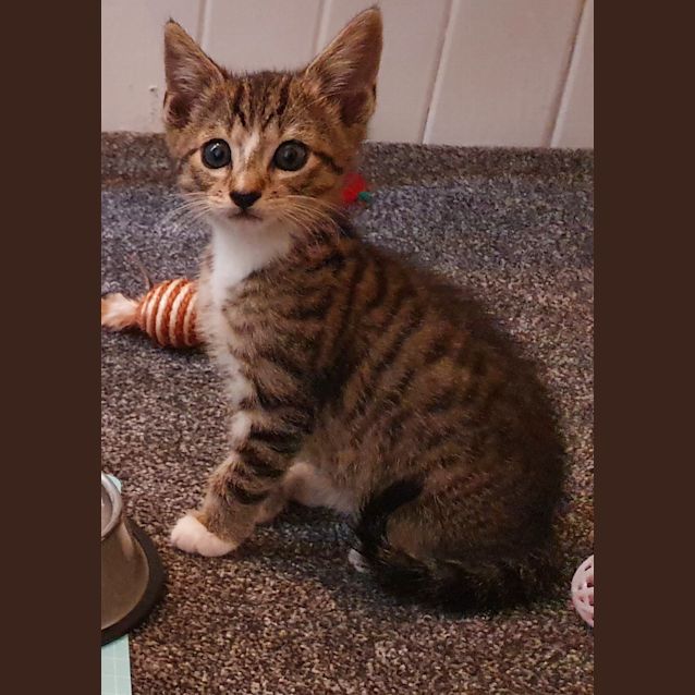 Photo of Tommy ~ 9 W/O Kitten (On Trial 24/1/21)