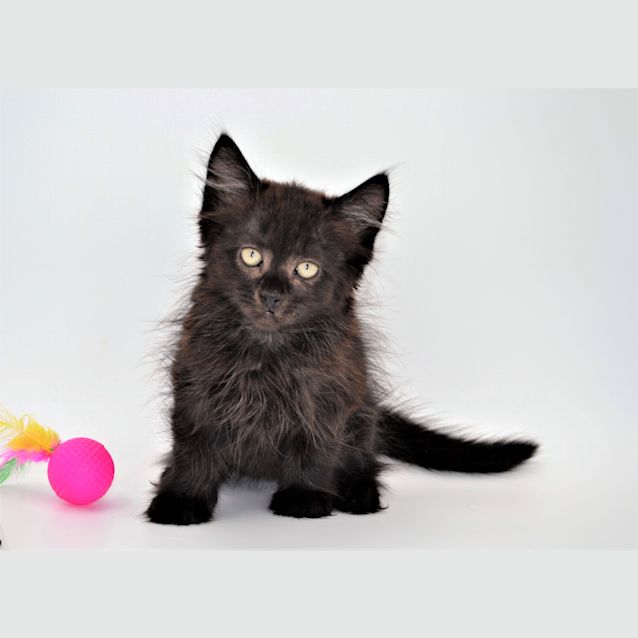 Photo of Baloo