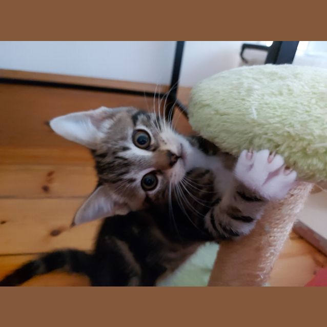 Photo of Quill