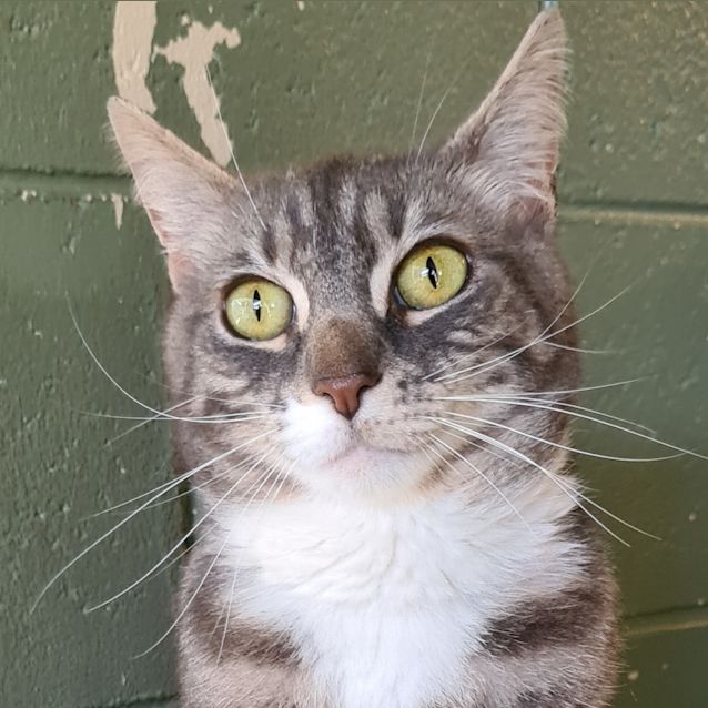 Photo of Shadow