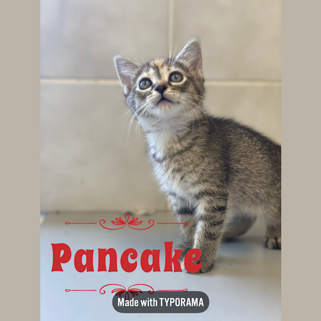 Photo of Pancake