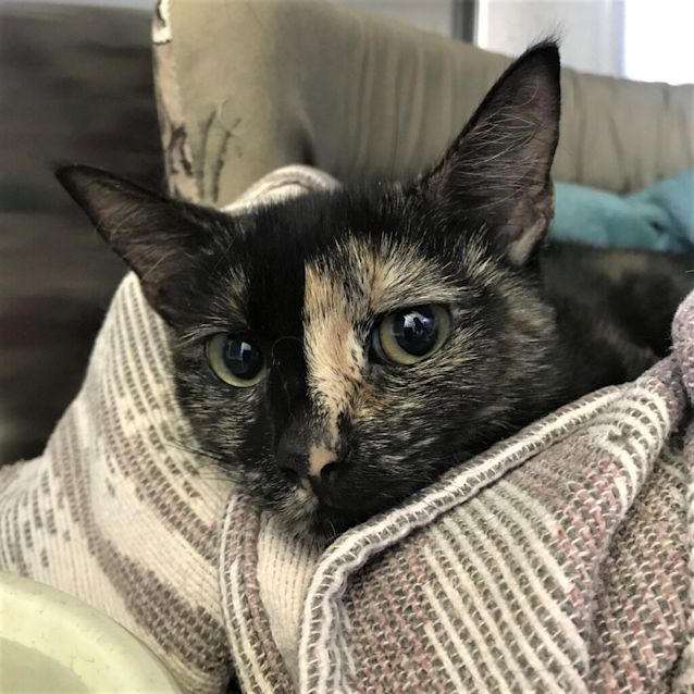Photo of Ivy 