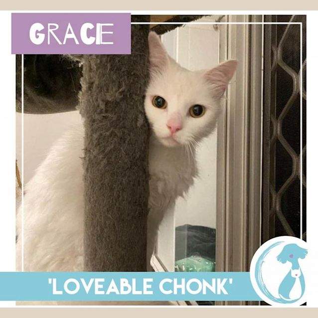 Photo of Gracie 
