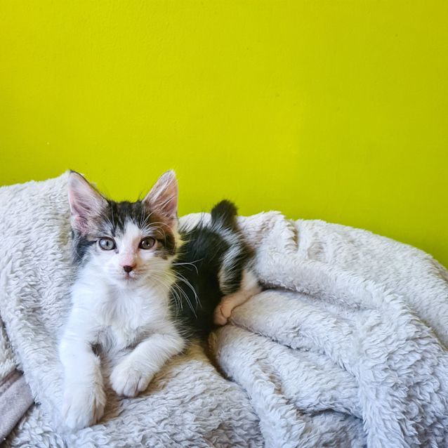 Photo of Petunia
