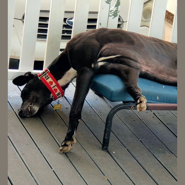 Photo of Milo   Brisbane