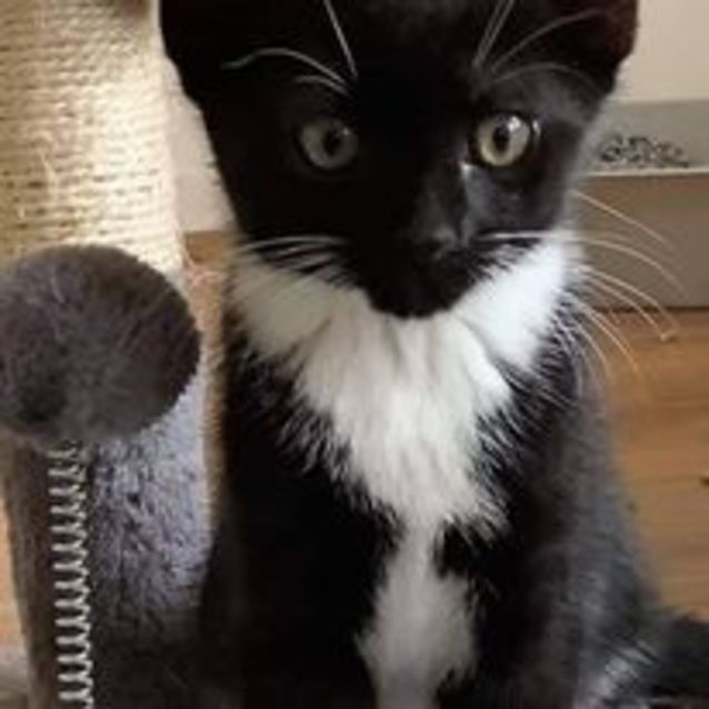 Photo of Oliver