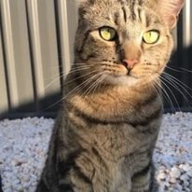 Photo of Angus