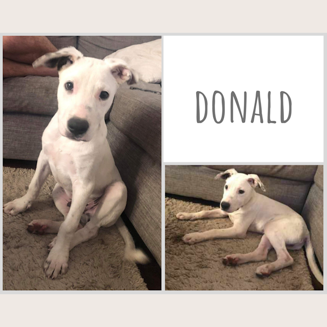 Photo of Donald