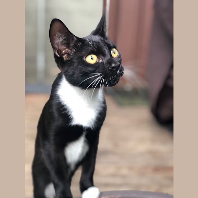 Photo of Gypsy