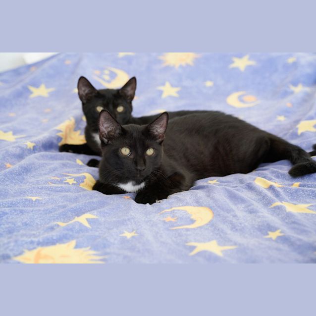 Photo of Gus And George (Avaliable Separately Or Together)