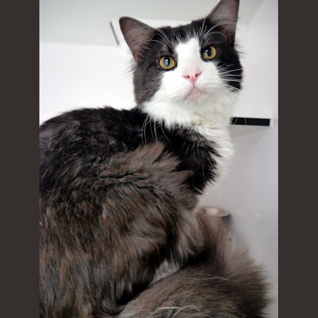 Photo of Smokey Sua005892