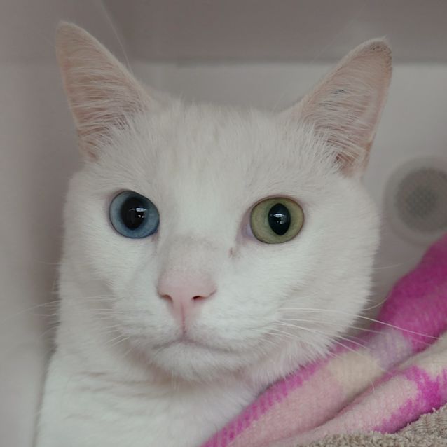 Photo of Bowie Sua005901