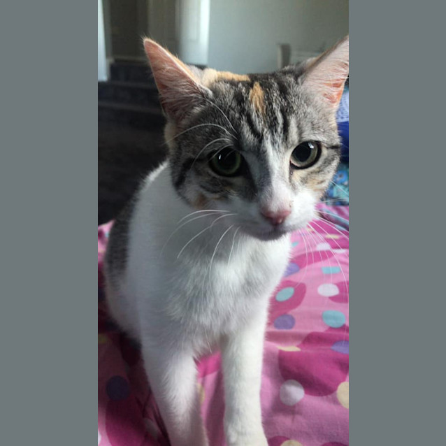 Photo of Biscuit