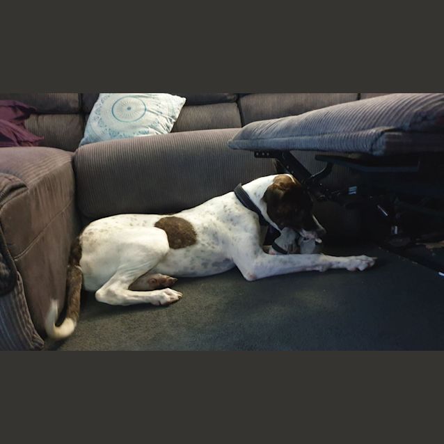 Photo of Angus