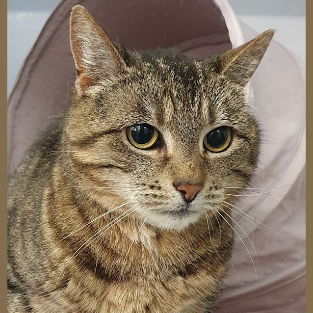 Photo of Puss