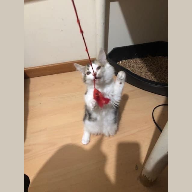 Photo of Moo Moo