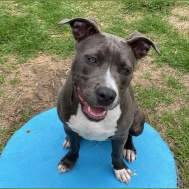 Photo of Nala