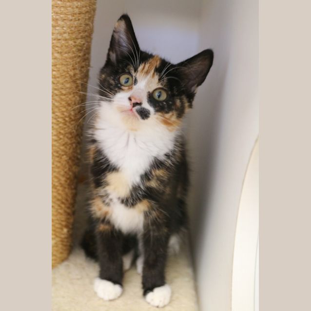 Photo of Meeka