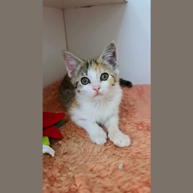 Photo of Cami Cat