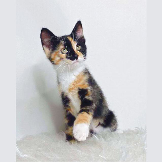 Photo of Blossom