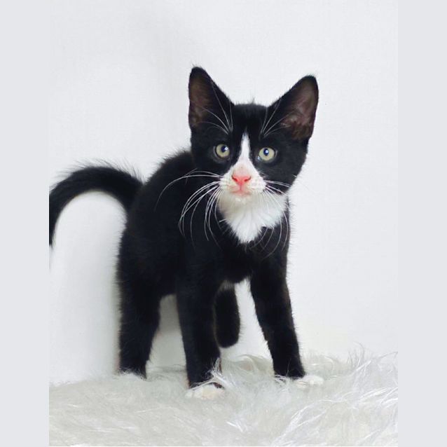 Photo of Mowgli