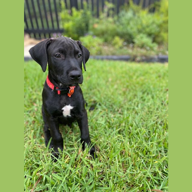 Photo of Apollo