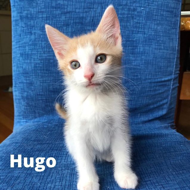 Photo of Hugo