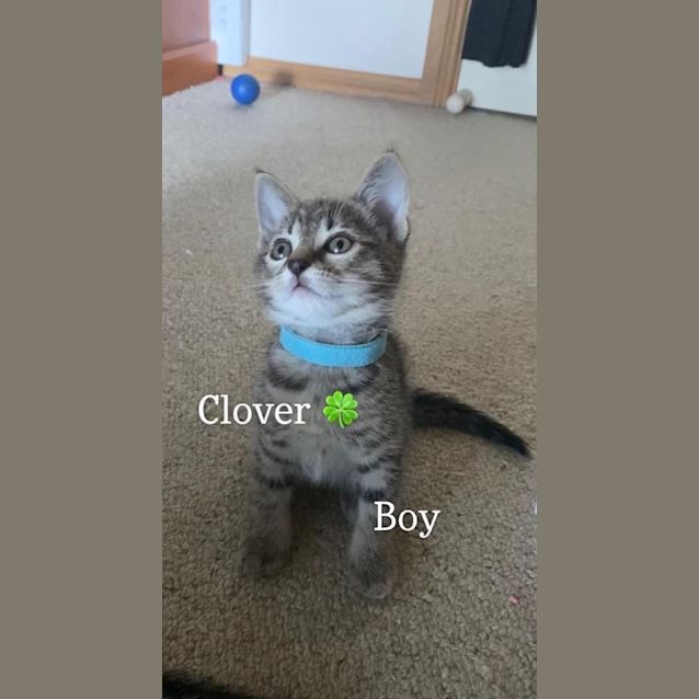 Photo of Clover