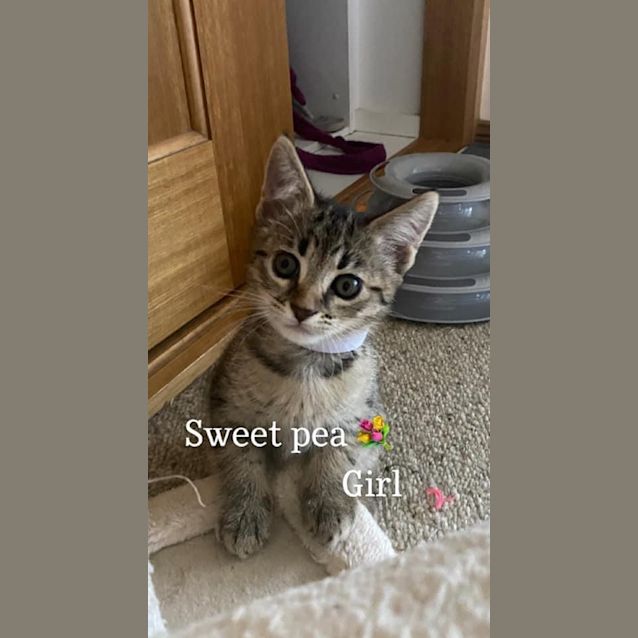 Photo of Sweet Pea