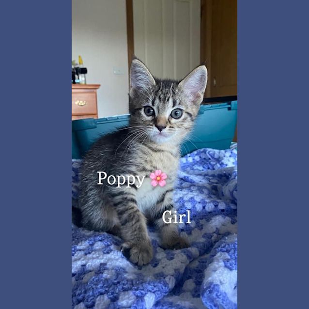 Photo of Poppy